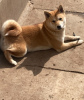 Additional photos: Shiba inu puppies