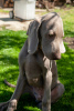Photo №4. I will sell weimaraner in the city of Anapa. private announcement, from nursery - price - 651$