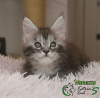 Photo №1. maine coon - for sale in the city of St. Petersburg | 528$ | Announcement № 9836