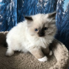 Photo №1. ragdoll - for sale in the city of Reykjavík | Is free | Announcement № 57211