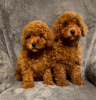 Additional photos: Absolutely Adorable Red Toy Poodles