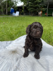 Additional photos: Cute puppies of the fashionable designer breed Maltipoo F2.