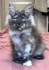 Additional photos: Maine Coon Polydactyl Girl