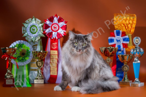 Photo №2 to announcement № 1221 for the sale of norwegian forest cat - buy in Russian Federation from nursery