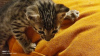 Photo №1. savannah cat - for sale in the city of Vienna | 317$ | Announcement № 88485