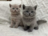 Photo №1. british shorthair - for sale in the city of Reykjavík | 317$ | Announcement № 57201
