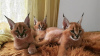 Additional photos: beautiful caracal, serval and savannah kittens available