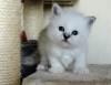 Photo №1. birman - for sale in the city of Paderborn | 264$ | Announcement № 121662