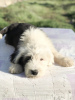 Photo №4. I will sell bobtail in the city of Ниш. breeder - price - 1057$