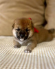 Photo №2 to announcement № 23072 for the sale of shiba inu - buy in Russian Federation private announcement