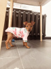 Photo №1. miniature pinscher - for sale in the city of Minsk | 200$ | Announcement № 30234