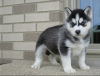 Photo №1. siberian husky - for sale in the city of Manzini | negotiated | Announcement № 42811