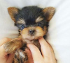 Photo №2 to announcement № 95717 for the sale of yorkshire terrier - buy in Germany private announcement