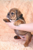 Photo №4. I will sell english bulldog in the city of Москва. private announcement - price - 2366$