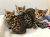 Photo №1. bengal cat - for sale in the city of Żurrieq | 370$ | Announcement № 78496