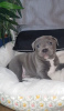 Photo №1. staffordshire bull terrier - for sale in the city of Гамбург | 264$ | Announcement № 124491