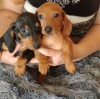 Photo №2 to announcement № 44890 for the sale of dachshund - buy in Switzerland private announcement
