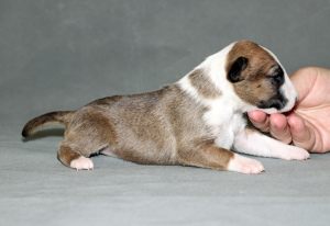 Photo №4. I will sell bull terrier in the city of Moscow. from nursery - price - 724$