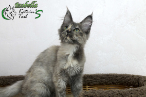 Photo №2 to announcement № 7157 for the sale of maine coon - buy in Russian Federation private announcement, from nursery, breeder