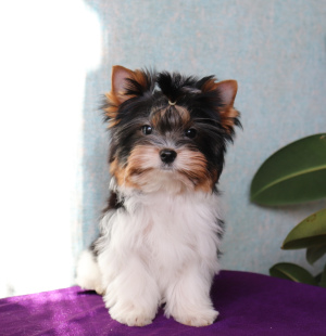 Photo №2 to announcement № 4667 for the sale of beaver yorkshire terrier - buy in Belarus from nursery, breeder
