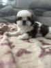 Photo №1. shih tzu - for sale in the city of Berchtesgaden | 317$ | Announcement № 103514