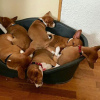 Photo №2 to announcement № 94412 for the sale of basenji - buy in Lithuania private announcement