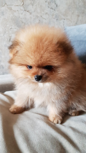 Photo №1. pomeranian - for sale in the city of Minsk | 526$ | Announcement № 3564