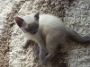 Photo №1. siamese cat - for sale in the city of Berlin | Is free | Announcement № 125378