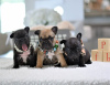 Photo №4. I will sell french bulldog in the city of Helsinki. private announcement, breeder - price - 423$