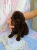 Photo №1. poodle (toy) - for sale in the city of Zrenjanin | negotiated | Announcement № 103665