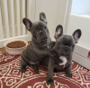 Photo №1. french bulldog - for sale in the city of Ramenskoye | negotiated | Announcement № 117292