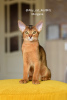 Photo №1. abyssinian cat - for sale in the city of Minsk | 634$ | Announcement № 66762
