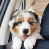 Photo №1. australian shepherd - for sale in the city of Валлетта | 370$ | Announcement № 80708
