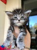 Additional photos: Maine Coon kitten for rehoming