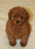 Photo №2 to announcement № 19388 for the sale of poodle (toy) - buy in Poland private announcement