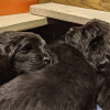 Additional photos: Sale of puppies