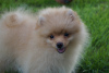 Photo №1. pomeranian - for sale in the city of Москва | 325$ | Announcement № 55956