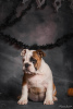 Photo №1. english bulldog - for sale in the city of Odessa | 500$ | Announcement № 52195