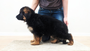 Additional photos: German Shepherd. best puppy with a litter