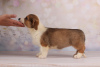 Photo №3. Welsh corgi cardigan - redhead girl. Ukraine