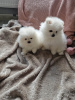 Photo №3. pomeranian. Germany