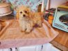 Photo №1. poodle (toy) - for sale in the city of Newport | 406$ | Announcement № 30179