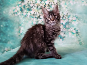 Photo №1. maine coon - for sale in the city of Railway | negotiated | Announcement № 1242