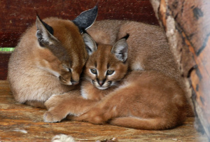 Photo №2 to announcement № 521 for the sale of caracal - buy in Denmark from nursery, breeder