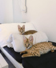 Photo №1. savannah cat - for sale in the city of Paris | 2113$ | Announcement № 122522