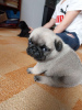 Photo №1. pug - for sale in the city of Deggendorf | 370$ | Announcement № 71737