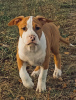 Photo №3. American Staffordshire Terrier puppies. Belarus