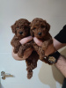 Photo №2 to announcement № 83421 for the sale of poodle (royal) - buy in Serbia breeder