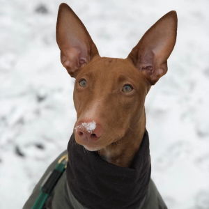 Photo №1. pharaoh hound - for sale in the city of St. Petersburg | 1650$ | Announcement № 6435