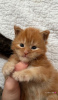 Photo №4. I will sell maine coon in the city of Berlin. breeder - price - 317$